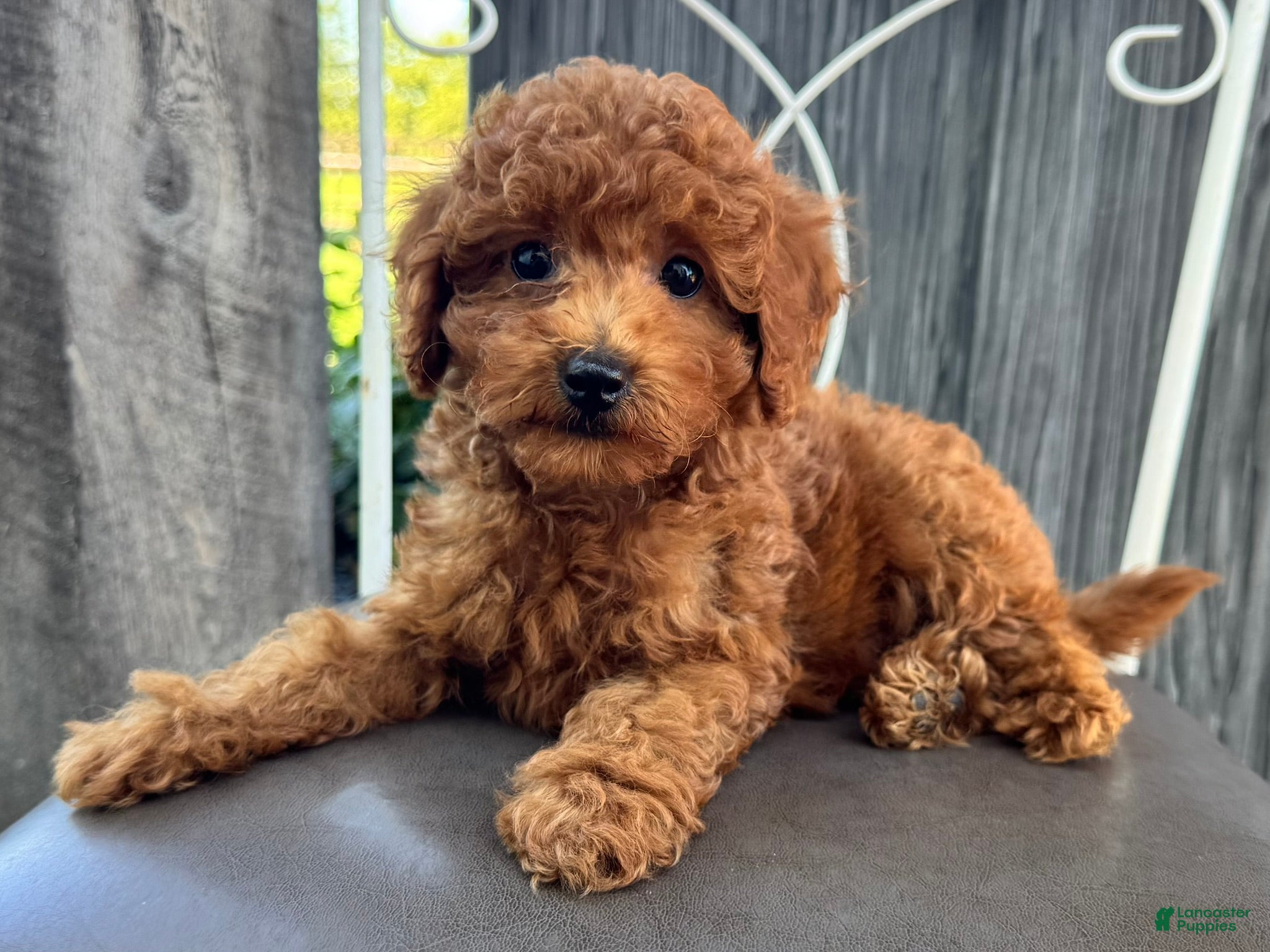 Miniature Poodle dogs Titus - Ad 2