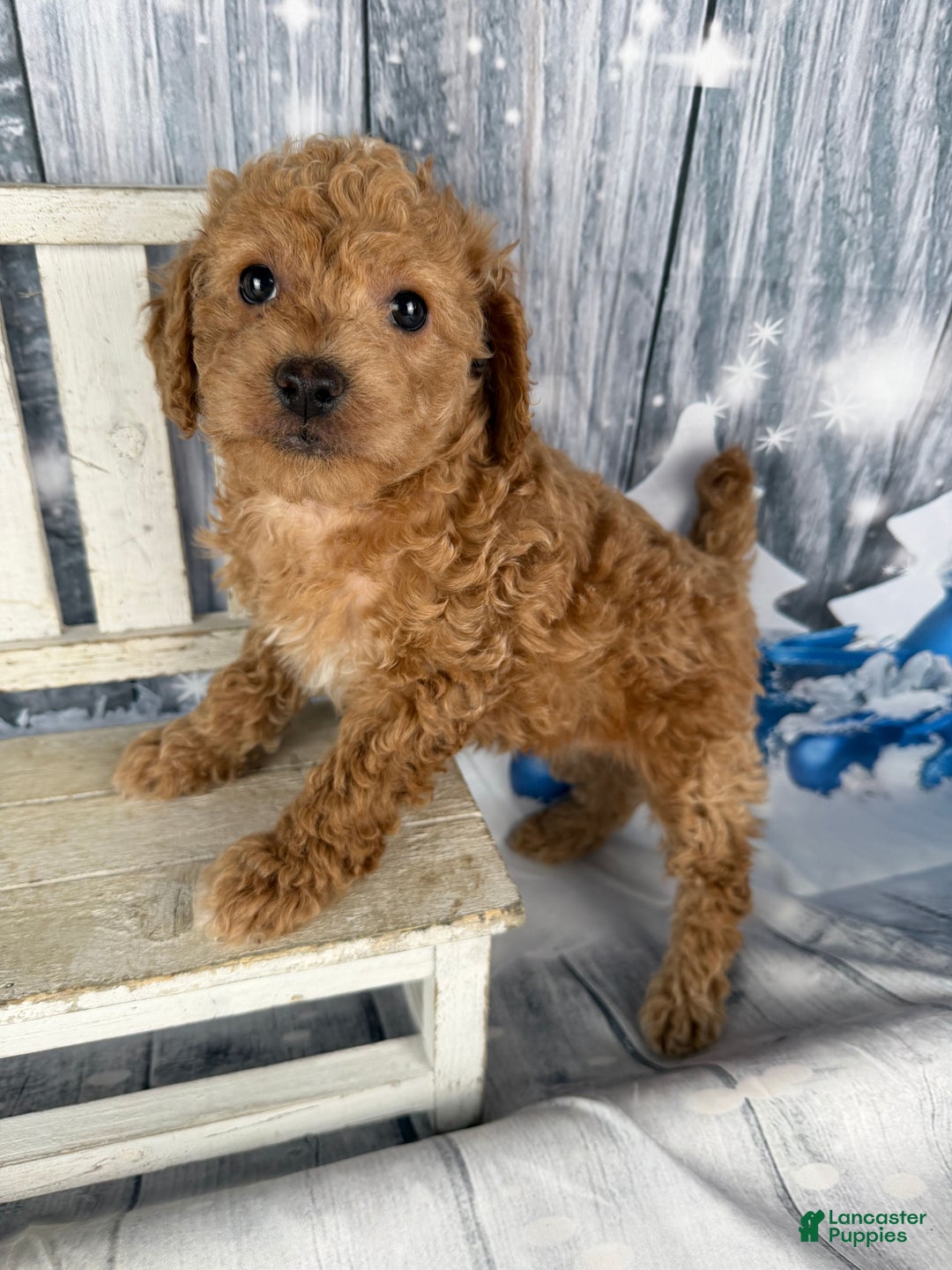 Cavapoo dogs for sale: Rita - Ad 6