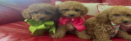 Miniature Poodle dogs for sale: Miniature Poodle 4 - Ad 5