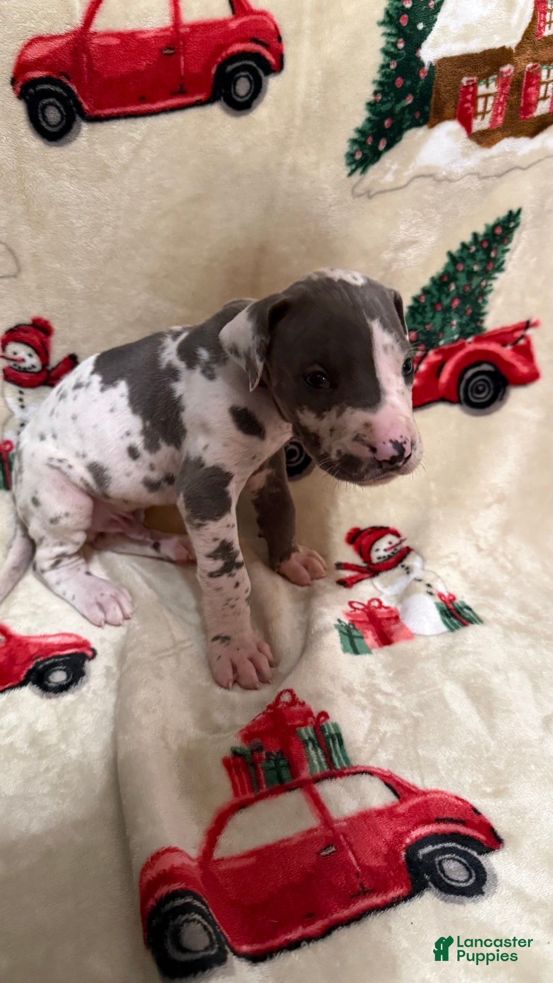 Great Dane dogs for sale: Max - Ad 5