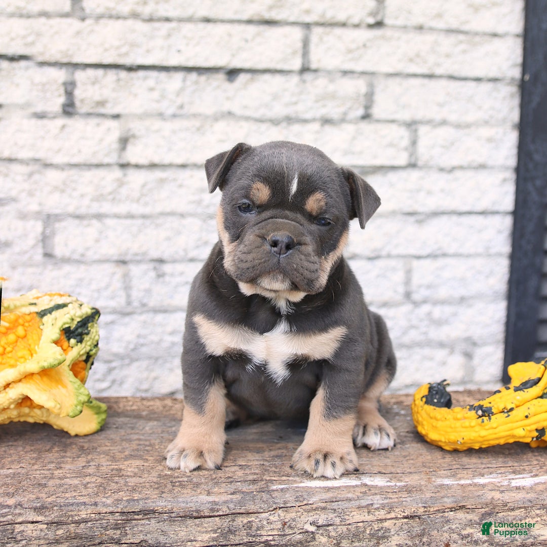Hot black american bully puppy on Sale, image size:1080x1080