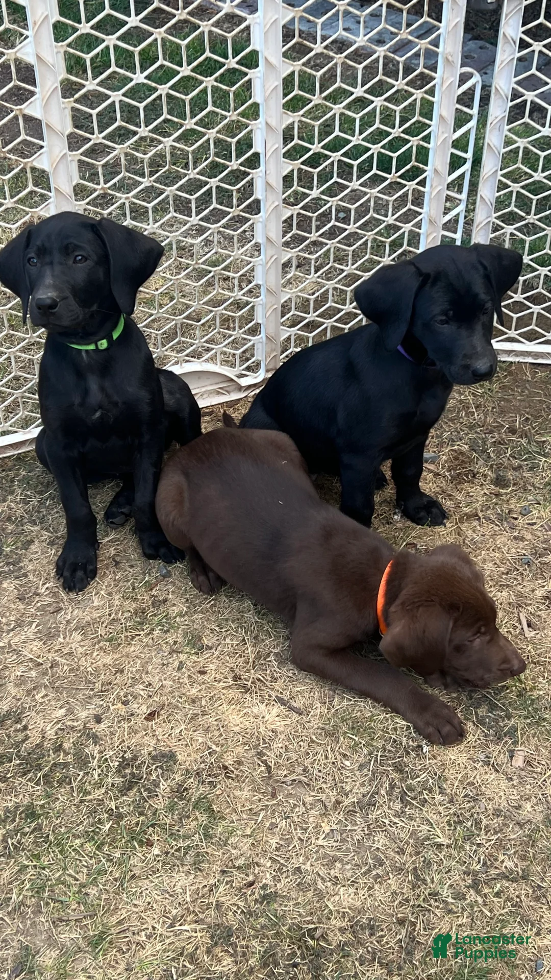 Mixed Breed dogs for sale: Mixed Breed 4 - Ad 2