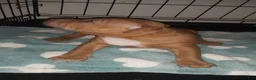 American Pit Bull Terrier dogs for sale: American Pit Bull Terrier 4 - Ad 2