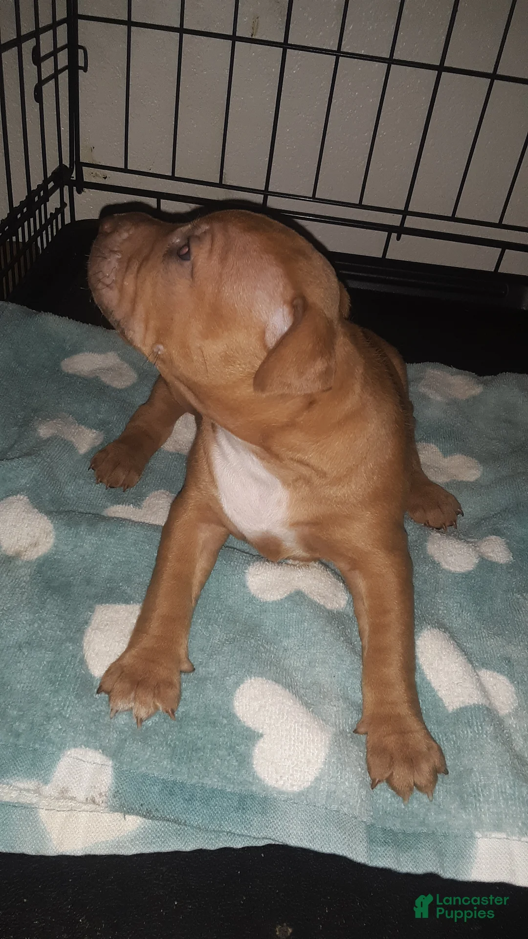 American Pit Bull Terrier dogs for sale: American Pit Bull Terrier 4 - Ad 2