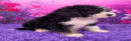 Mini Sheepadoodle dogs for sale: Stella - Ad 2