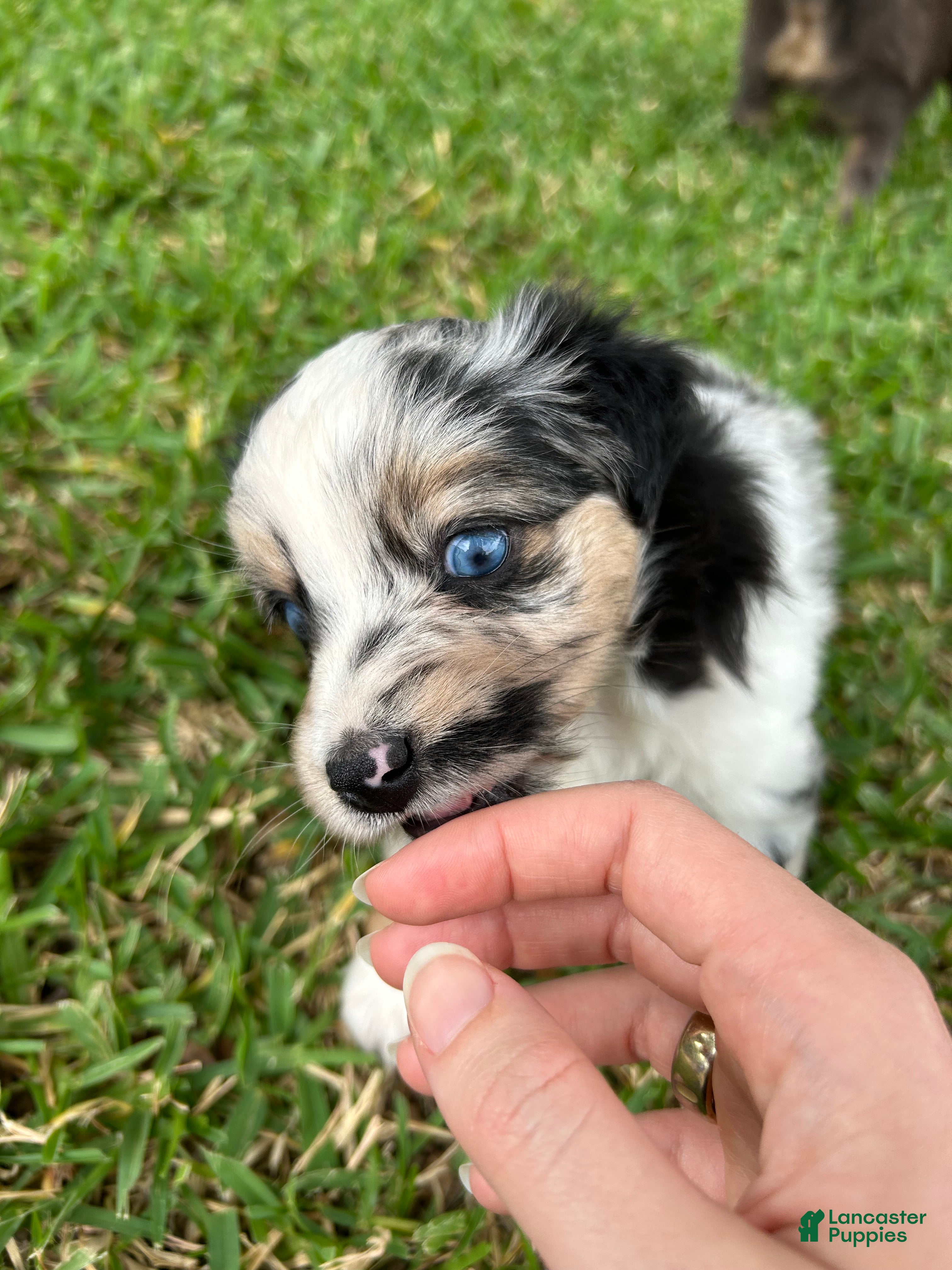 Miniature Australian Shepherd dogs for sale: Montana - Ad 4