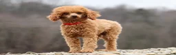 Cavapoo dogs for sale: Charlotte - Ad 14