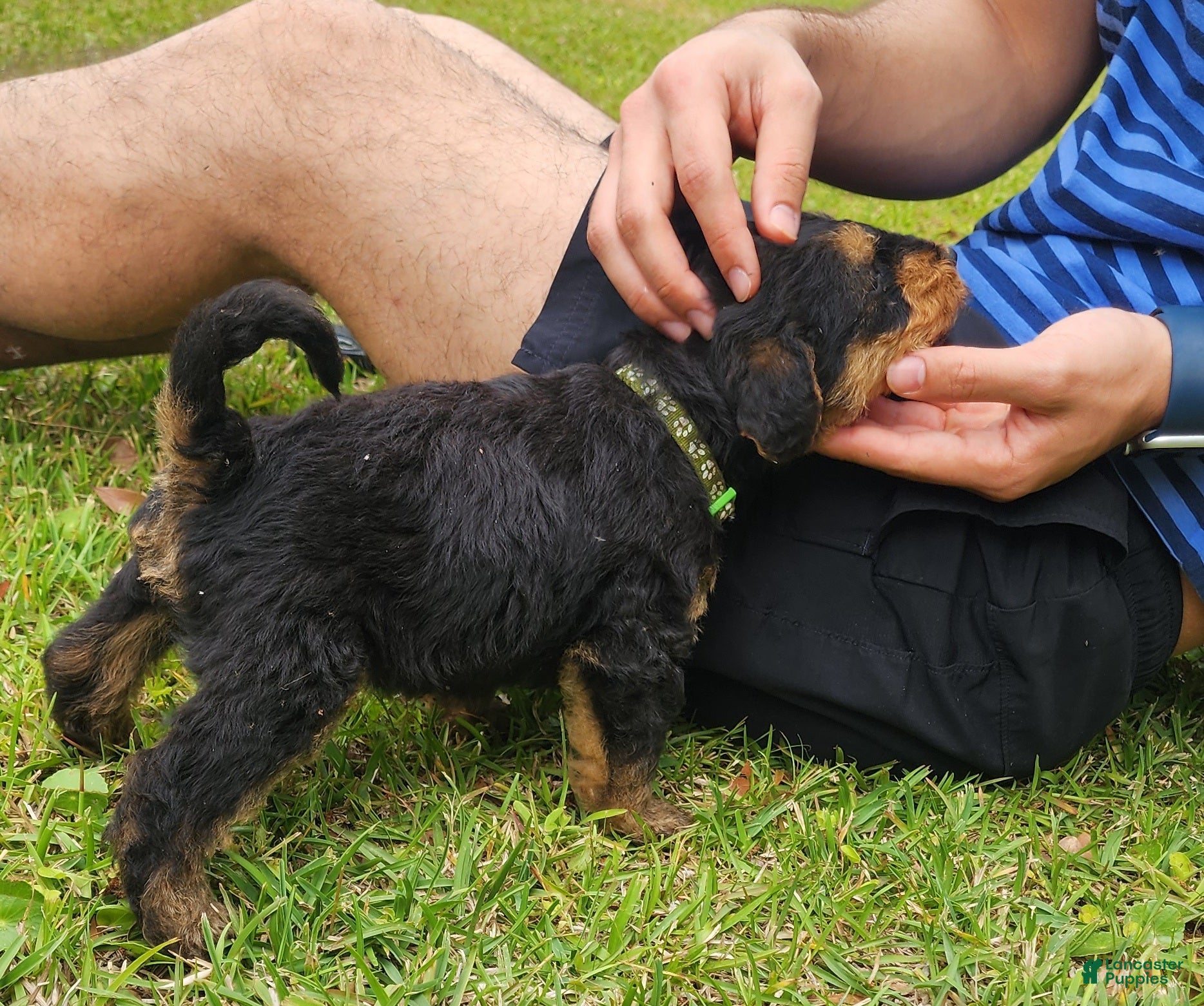 Airedale Terrier dogs Enchanted Airedales - Green Boy - Ad 2