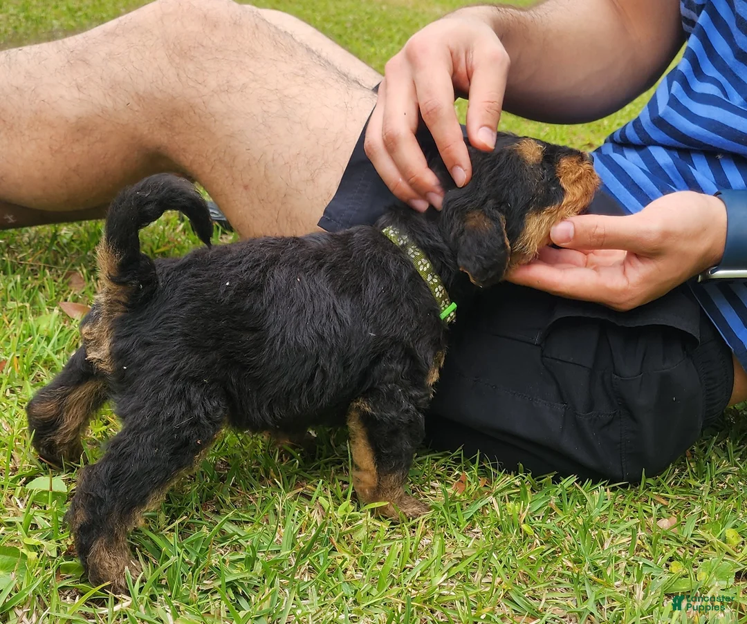 Airedale Terrier dogs for sale: Enchanted Airedales - Green Boy - Ad 2