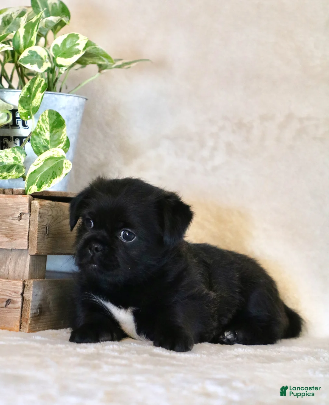 Mixed Breed dogs for sale: leo - Ad 4