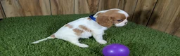 Cavalier King Charles Spaniel dogs for sale: Carmella's Girl 2 - Ad 3