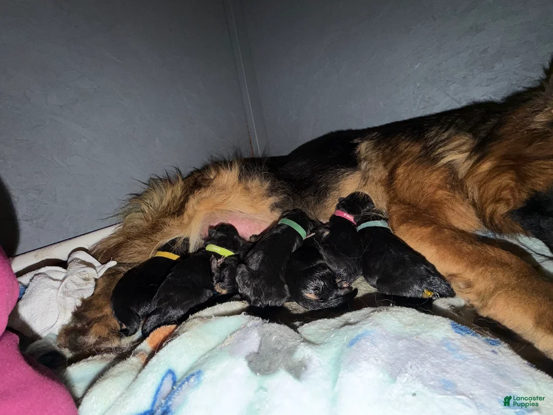 German Shepherd dogs for sale: Lh Champion bred import girl - Ad 28
