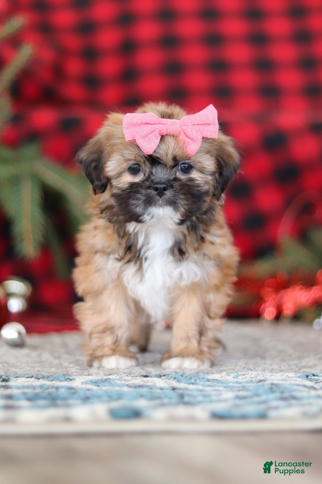Lhasa Apso dogs for sale: Allie - Ad 7