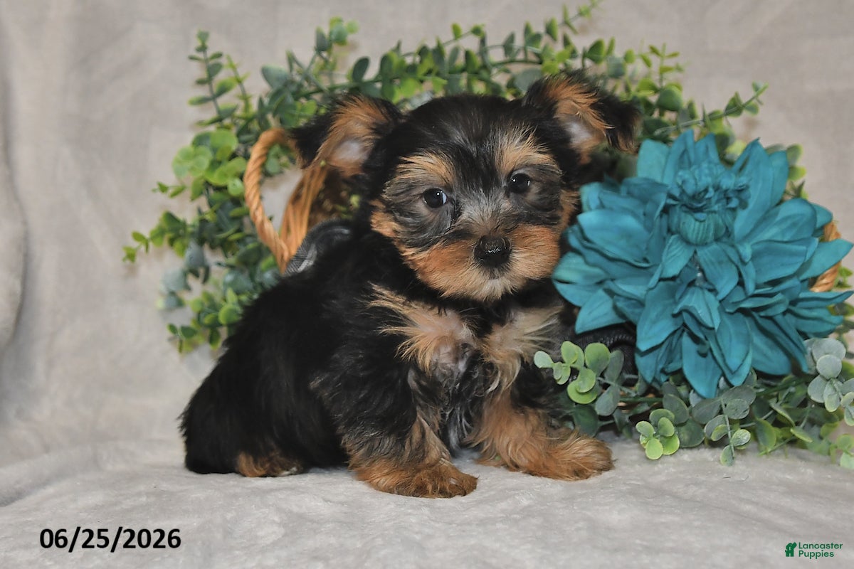 Yorkshire Terrier dogs Bradly - Ad 1