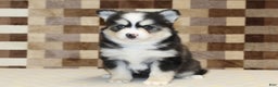 Pomsky dogs for sale: Bandit - Ad 3