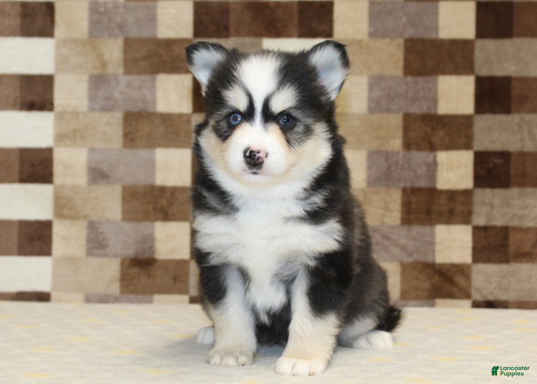 Pomsky dogs for sale: Bandit - Ad 3