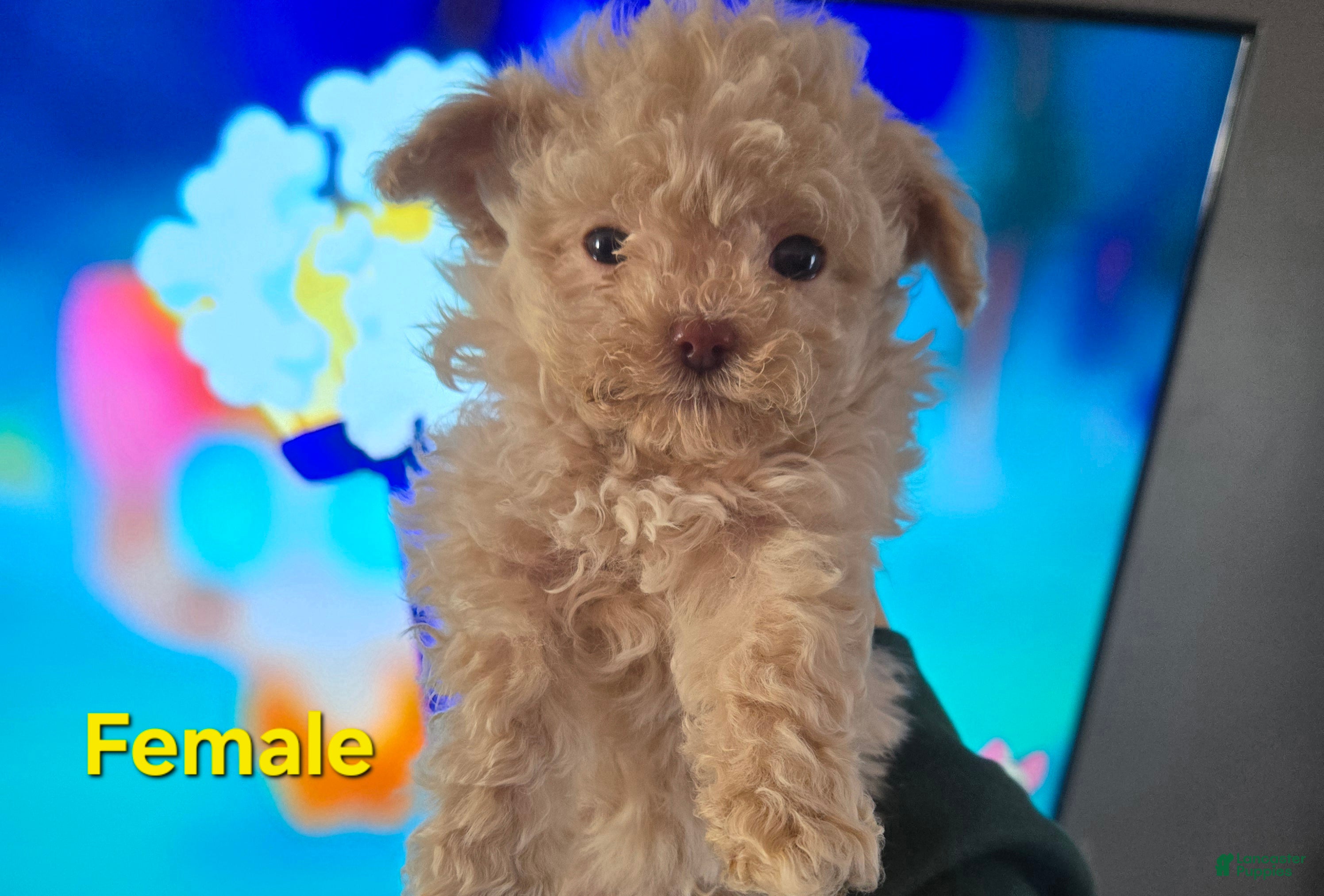 Havapoo dogs Havapoo Puppy 1 - Ad 19