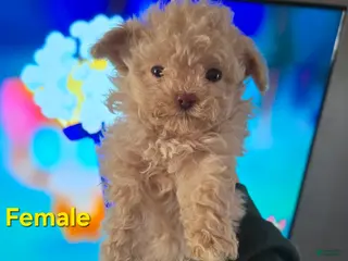 Havapoo dogs Havapoo Puppy 1 - Ad 19