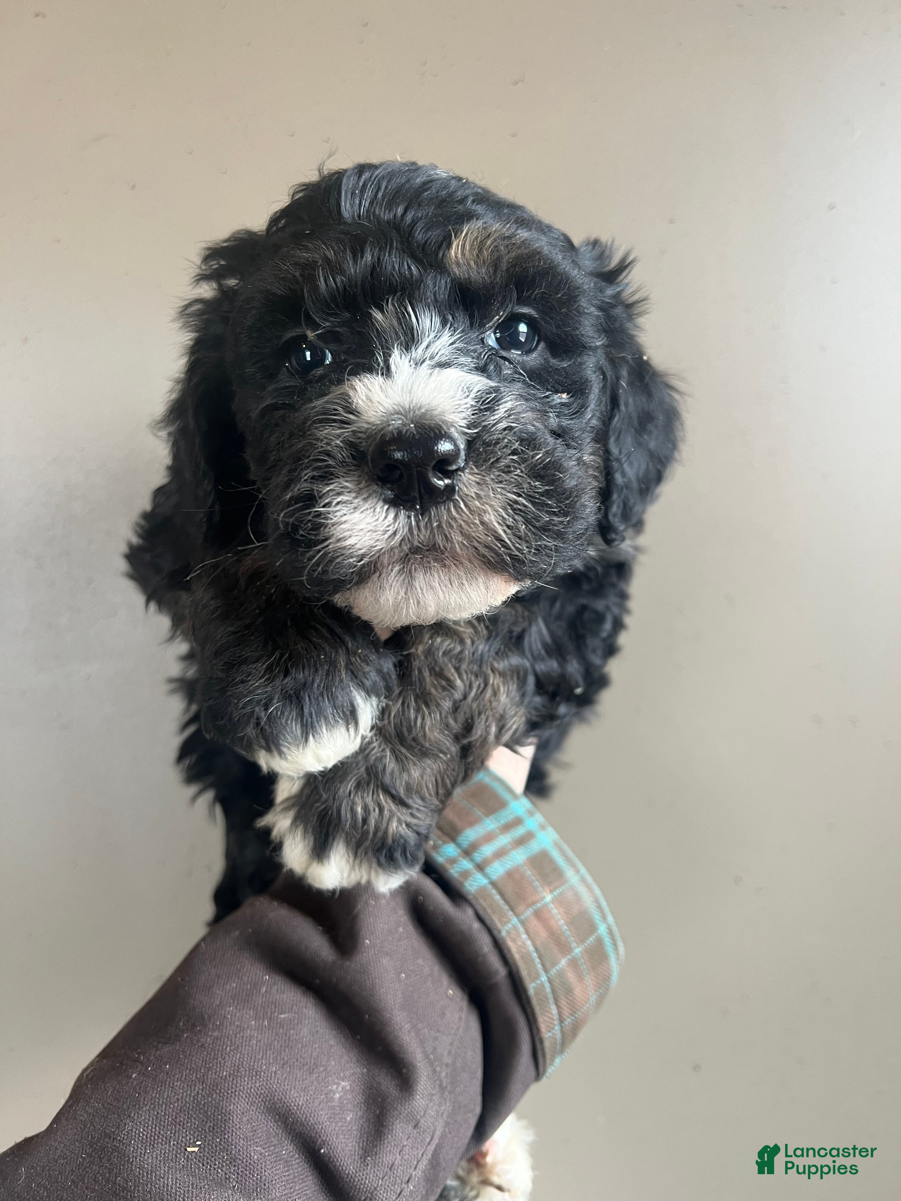 Bernedoodle dogs Bernedoodle Puppy 1 - Ad 4