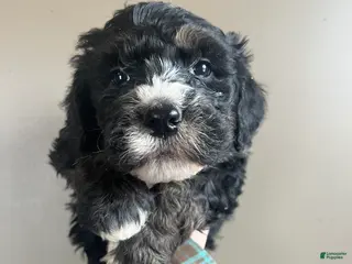 Bernedoodle dogs Bernedoodle Puppy 1 - Ad 4