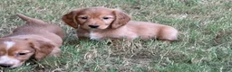 Miniature Dachshund dogs for sale: Dark cream  - Ad 13
