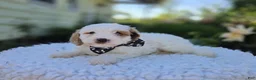 Cavapoo dogs for sale: Bobby - Ad 4