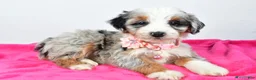 Mini Aussiedoodle dogs for sale: River - Ad 6