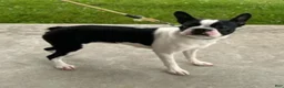 Boston Terrier dogs for sale: Jewel Boston Terrier  - Ad 5