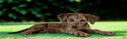 Catahoula Leopard Dog dogs for sale: Tigger 2026 Female 3 - Ad 4