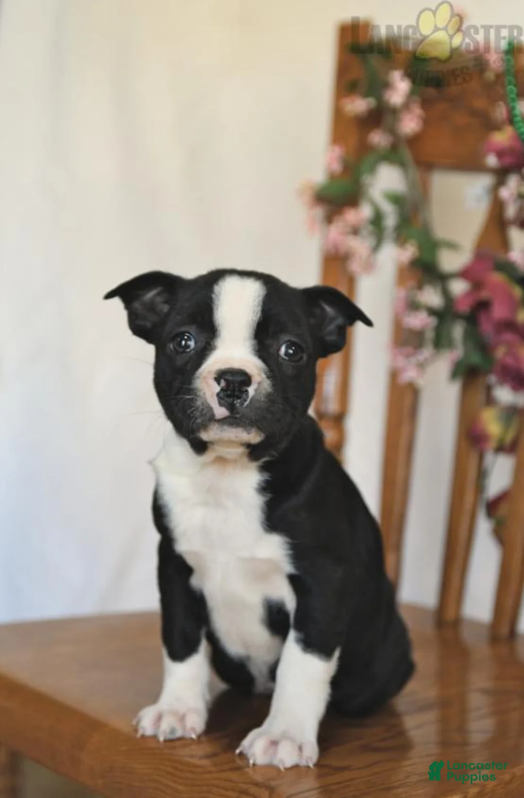 Gallery Image {{count}}