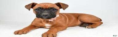 Ruby Boxer mix
