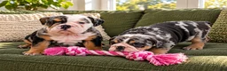 English Bulldog dogs for sale: Princess - Ad 3