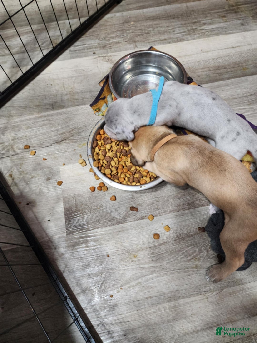 Great Dane dogs for sale: Prince Charming - Ad 10