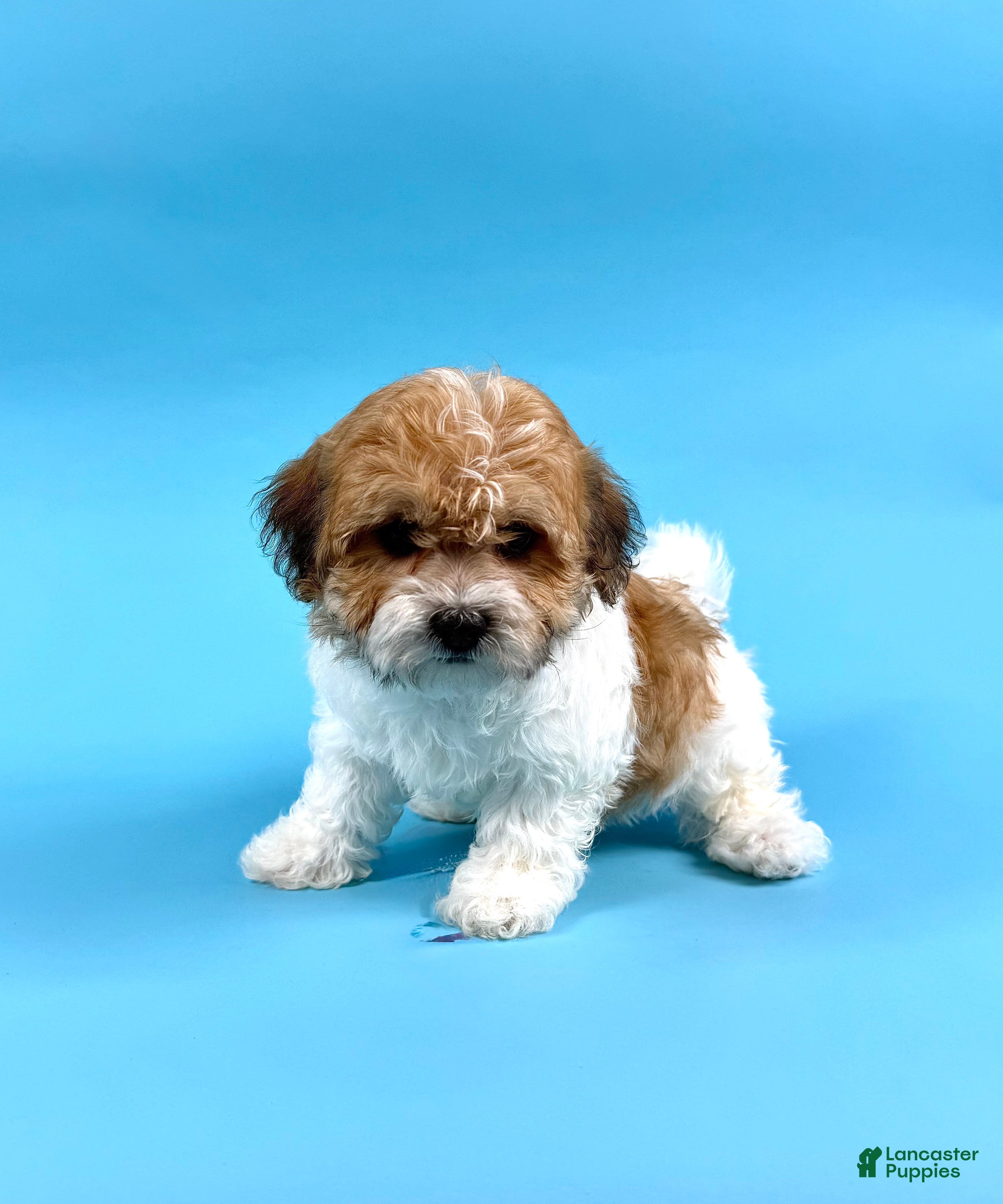 Havanese dogs DALLAS - Ad 2