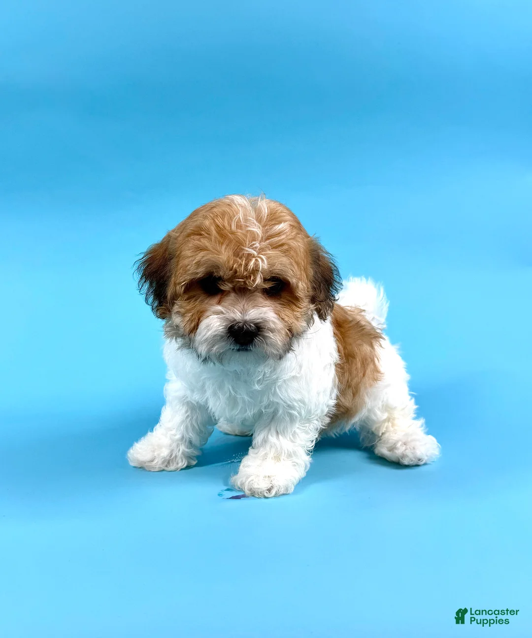 Havanese dogs for sale: DALLAS - Ad 2