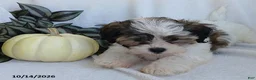 Teddy Bear dogs for sale: Kenny - Ad 2