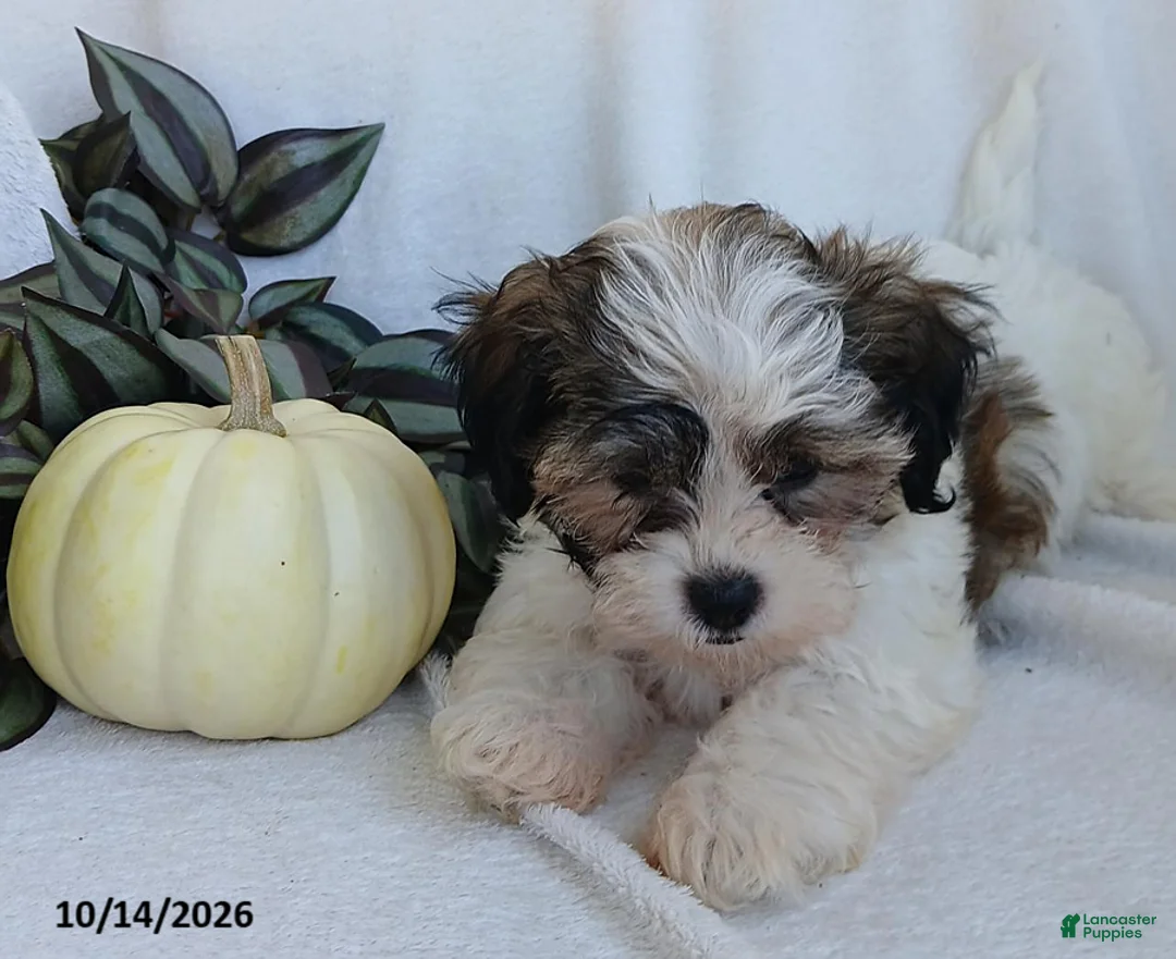 Teddy Bear dogs for sale: Kenny - Ad 2