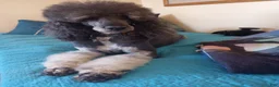 Sheepadoodle dogs for sale: Blessing!! - Ad 16