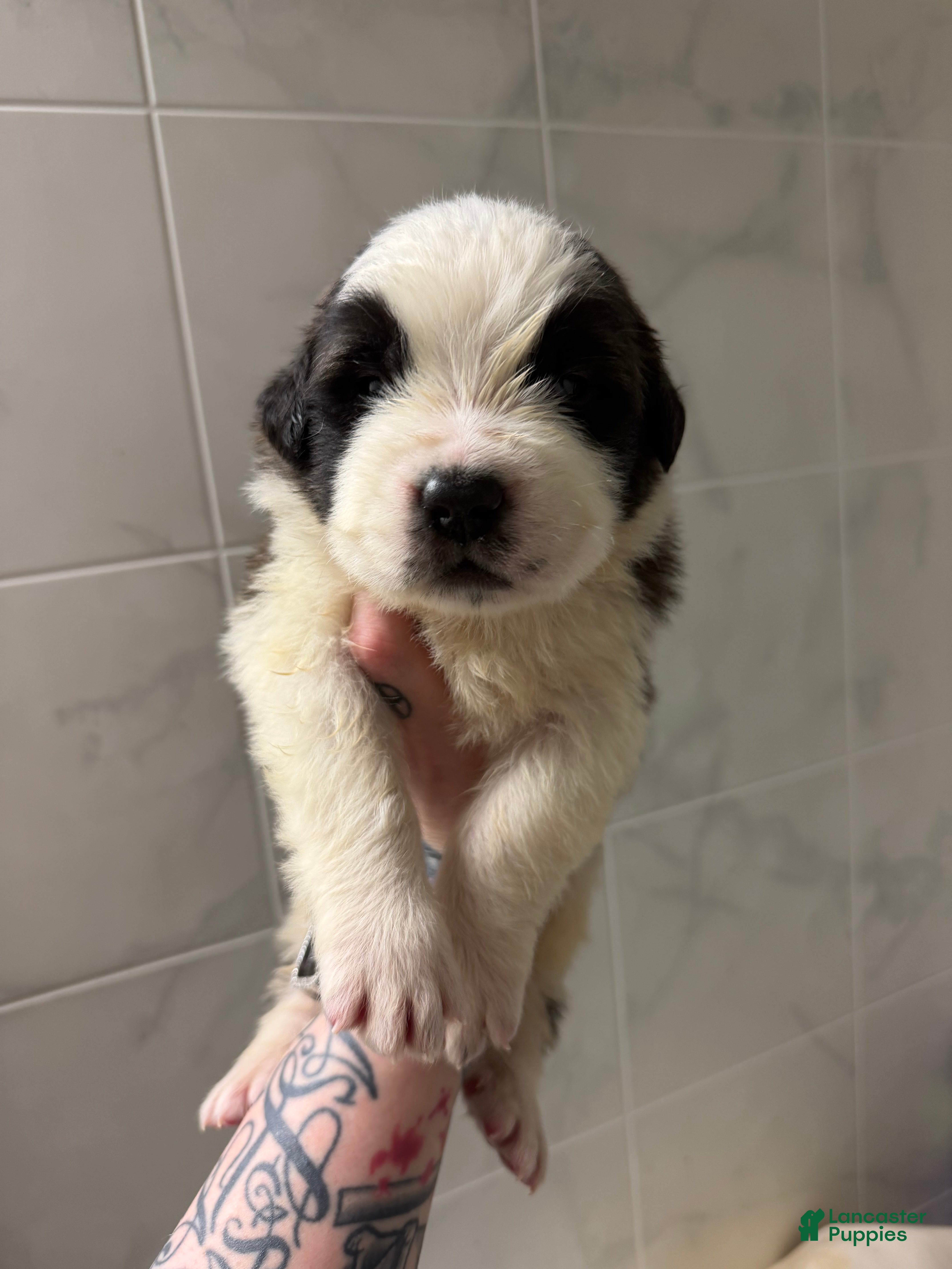 Saint Bernard dogs Girl 4 - Ad 14