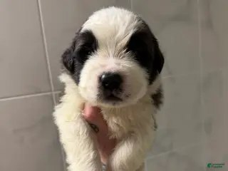Saint Bernard dogs Girl 4 - Ad 26