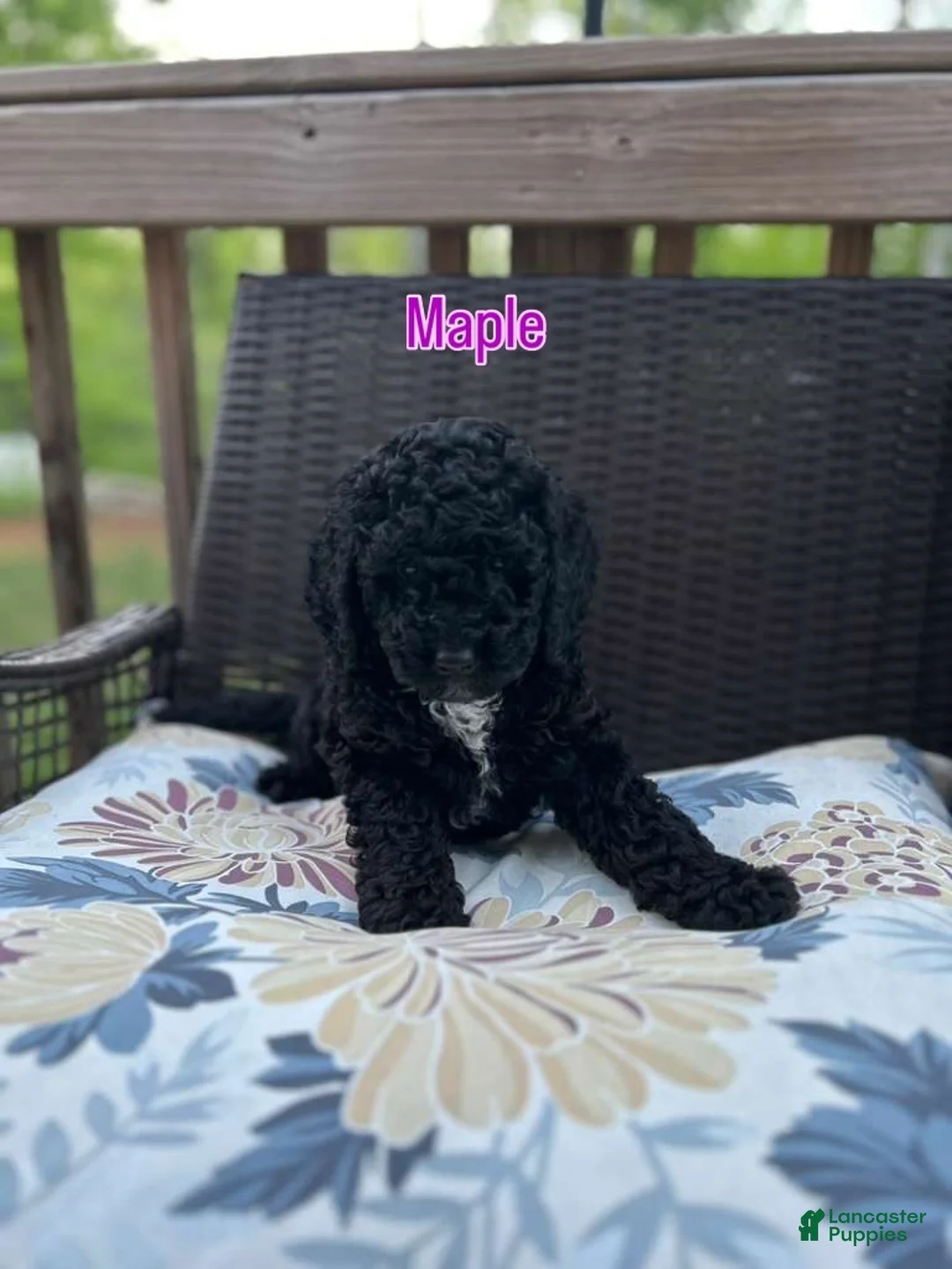 Mini Bernedoodle dogs for sale: Mini Bernedoodle Puppy 3 - Ad 1