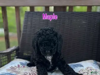 Mini Bernedoodle dogs Mini Bernedoodle Puppy 3 - Ad 23