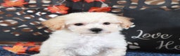 Bichpoo dogs for sale: AJ Affectionate Poochon Puppy - Ad 1