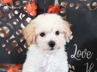 Bichpoo dogs AJ Affectionate Poochon Puppy - Ad 38