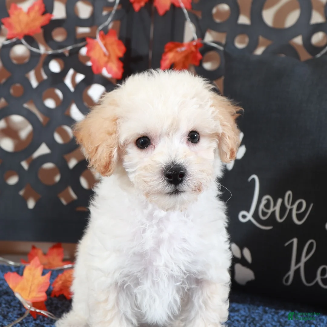 Bichpoo dogs for sale: AJ Affectionate Poochon Puppy - Ad 1