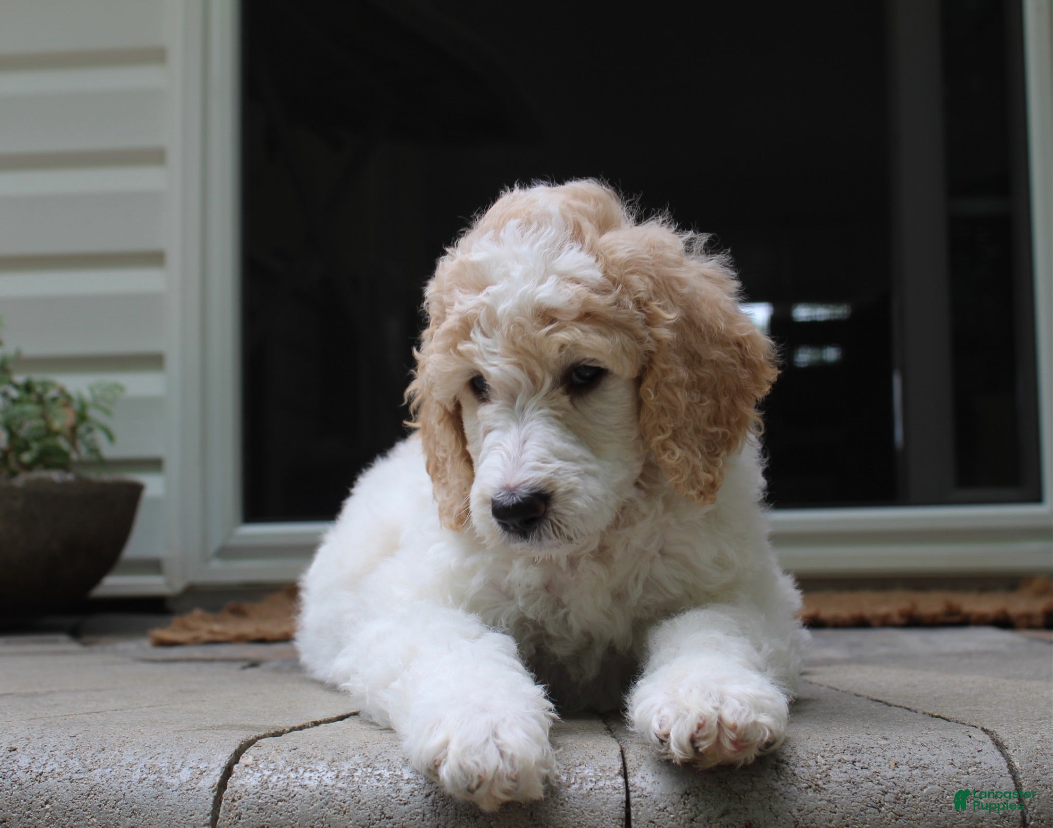 Standard Poodle dogs Willow AKC standard poodle - Ad 1