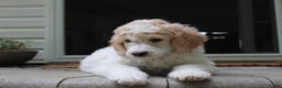 Standard Poodle dogs for sale: Willow AKC standard poodle - Ad 1