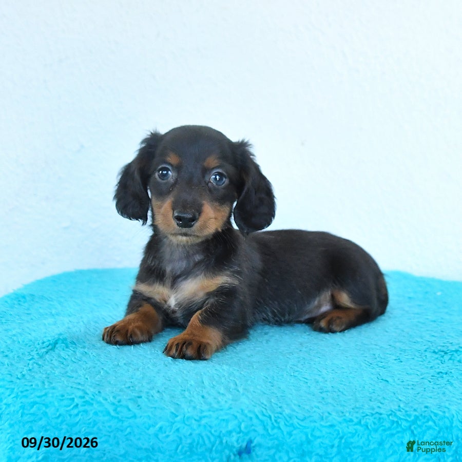 Miniature Dachshund dogs Candy - Ad 1
