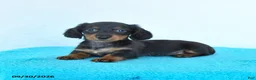 Miniature Dachshund dogs for sale: Candy - Ad 1