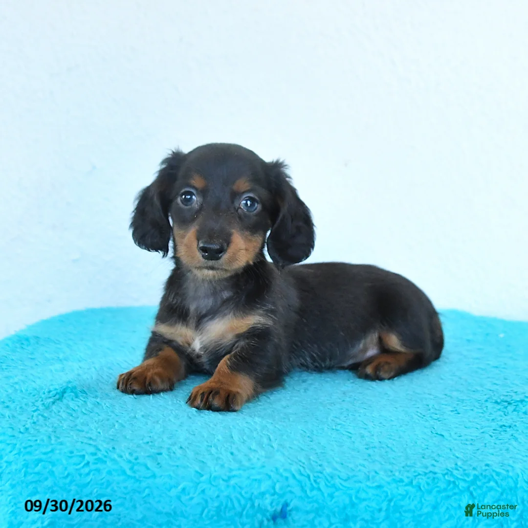 Miniature Dachshund dogs for sale: Candy - Ad 1